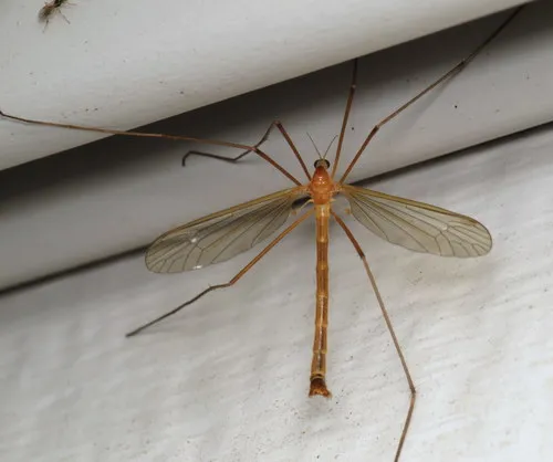 Tricyphona autumnalis