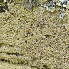 Common Clam Lichen thumbnail 3