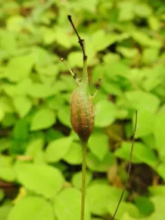Neolasioptera desmodii thumbnail 2
