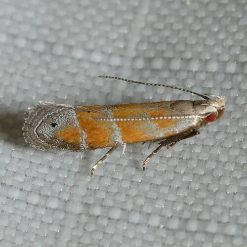 Orange Stripe-backed Moth