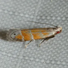 Orange Stripe-backed Moth thumbnail 1