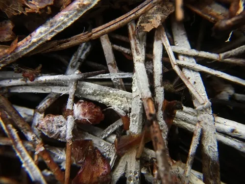 Trechispora stellulata