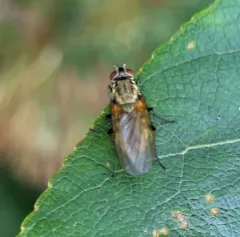 Root-fly thumbnail 3