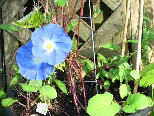 Garden Morning Glory