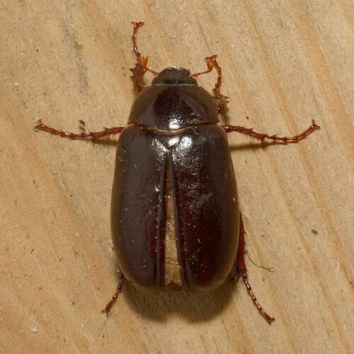 Forest-ogre June Beetle