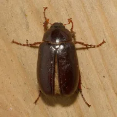 Forest-ogre June Beetle thumbnail 1