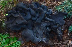 Maggie's Blue Chanterelle thumbnail 4