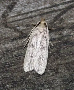 Glyphidocera septentrionella thumbnail 3