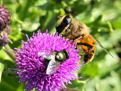 Small False Greenbottle thumbnail 2