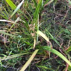 big bur-reed thumbnail 1