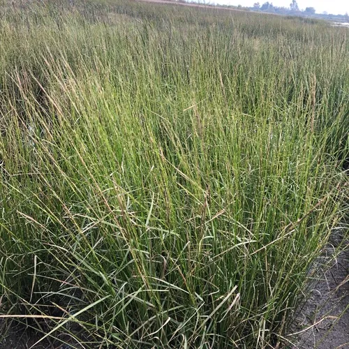 northern wild rice