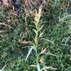 Three-way Sedge thumbnail 2