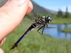 Treeline Emerald thumbnail 3