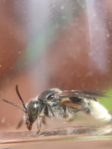 Macropis patellata