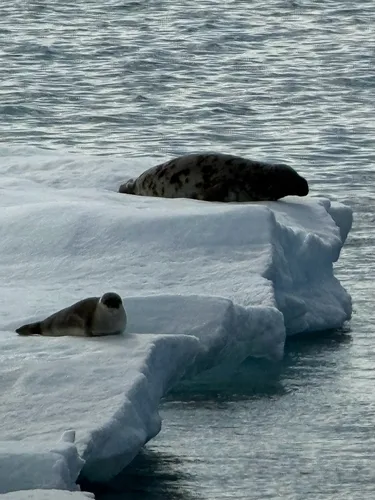Hooded Seal