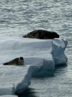 Hooded Seal thumbnail 1