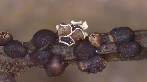 Diderma asteroides