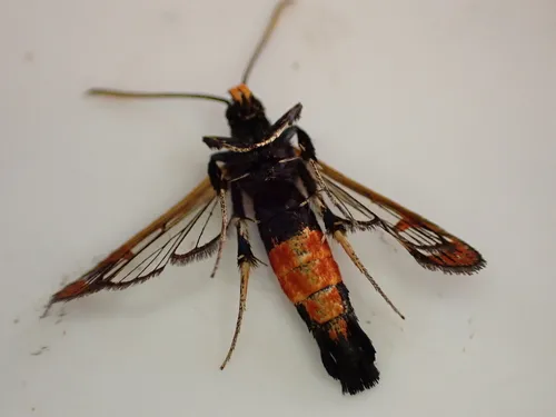 Red-tipped Clearwing Moth