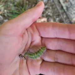 Hackberry Dagger thumbnail 4