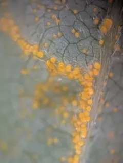 hog-peanut false rust thumbnail 1