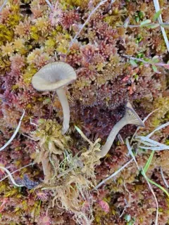 Arrhenia gerardiana thumbnail 3