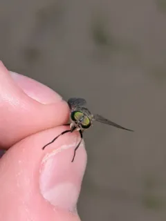 Tabanus nigrovittatus thumbnail 4