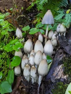 Humpback Inkcap thumbnail 2