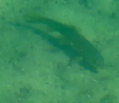 Utah Sucker thumbnail 3