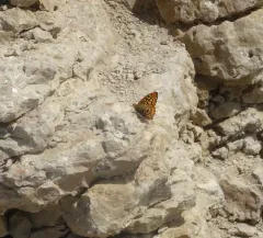Great Basin Fritillary thumbnail 3