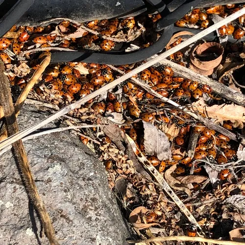 Convergent Lady Beetle