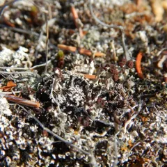 Split-peg Lichen thumbnail 3