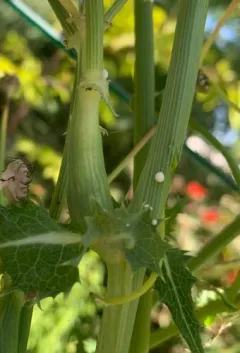 Aulacidea follioti thumbnail 3