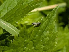 Evacanthus interruptus thumbnail 4