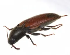 Poplar Click Beetle thumbnail 3