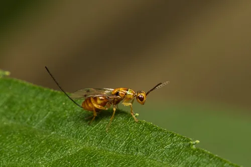 Rose Hip Chalcidoid Wasp