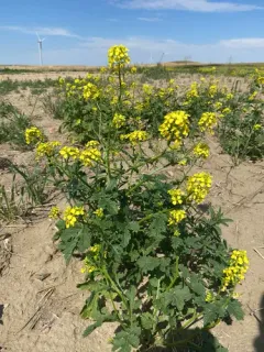 White Mustard thumbnail 4