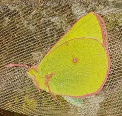 Pelidne Sulphur thumbnail 4