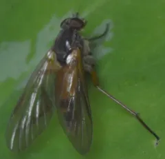 Rhagio dimidiatus thumbnail 4