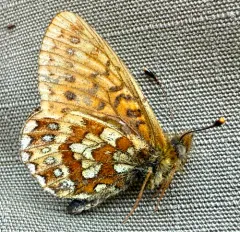 Bog Fritillary thumbnail 4