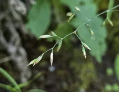 Glaucous Bluegrass thumbnail 4