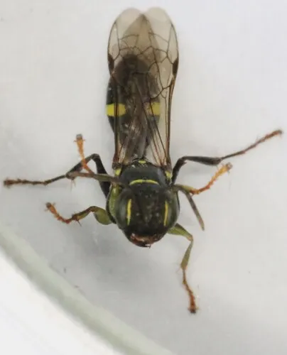 Mellinus bimaculatus