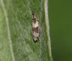 American Grapevine Leafhopper thumbnail 3