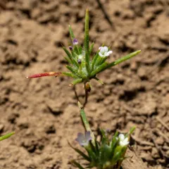 mountain navarretia thumbnail 4
