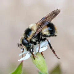 Yellow-faced Swiftwing thumbnail 1