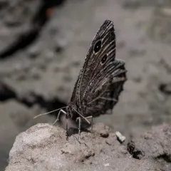 Small Wood-Nymph thumbnail 2