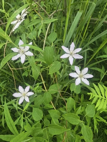 Italian Clematis