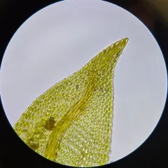 tangled thread moss thumbnail 3
