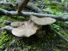 Picipes melanopus thumbnail 4