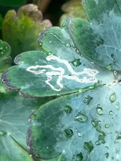 columbine leafminer thumbnail 3