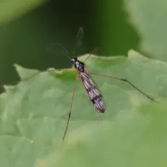 Limnophila macrocera thumbnail 2